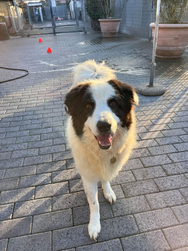 SIMBA MAREMMANO Foto 3